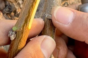 嫁接对节白蜡的技巧与方法（掌握关键技术，成功进行嫁接对节白蜡）