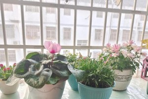 仙客来茎发红之原因解析（探秘仙客来茎发红的成因及其生态作用）