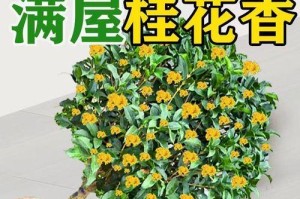 桂花盆栽的正确浇水方法（以水冲根，细致呵护桂花的生长）