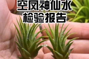 如何选择适合空气凤梨的肥料？（肥料种类、作用和使用方法详解）