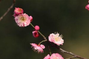 梅花的花是什么颜色？——解密梅花的神秘色彩（从文化、品种、生长环境等多个角度深入探究梅花的花色）