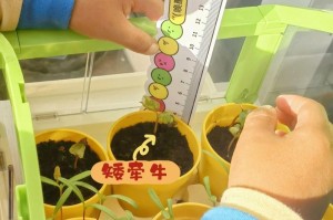 波斯菊的种植技巧（从出芽到开花，打造绚丽花海）