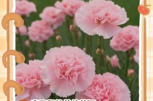 康乃馨的花语（春之爱情、纯洁与感恩）
