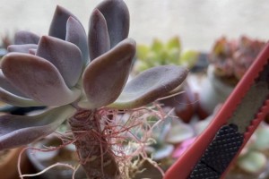 广寒宫徒长处理方法（如何有效防止广寒宫徒长）