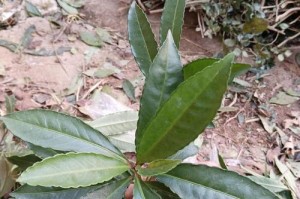 大罗伞与朱沙根的区别及特点（探究大罗伞和朱沙根的形态、功能与用途）