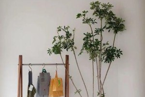 以花卉鸭爪木的管理为主题的全面指南（打造健康花卉鸭爪木的关键措施与注意事项）