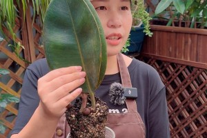 橡皮树叶子纤插的利用及方法（探索橡皮树叶子纤插的研究与应用）