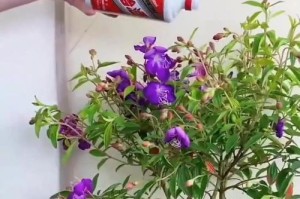 打造紫色花海，轻松养护以紫的花卉（紫色花卉的栽培技巧和养护经验）