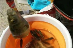 以仙客来虫焉怎么办？（解决仙客来虫问题的实用方法）
