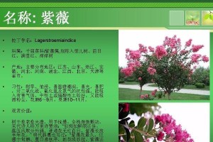 木海棠夏天为何会落叶？（揭秘木海棠夏季落叶的原因及特点）