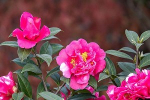 山茶花（探索山茶花的多彩世界）