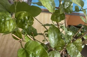 茉莉花叶子为何会耷拉？（茉莉花叶子耷拉的原因和处理方法）
