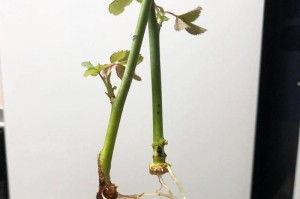 剪了枝的玫瑰花怎么养？（玫瑰花修剪后的养护技巧）