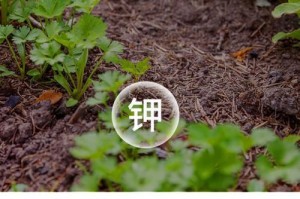 以花叶肥促进植物生长的正确使用方法（掌握正确施用以花叶肥，助力植物茁壮成长）