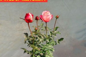 如何养护黑美人盆栽（室内养殖的关键技巧与经验分享）