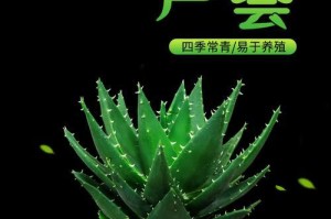大芦荟的养殖技巧（了解大芦荟的生长习性，掌握养殖要点，成就丰硕收成）