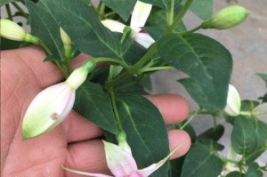 如何处理吊金钟叶子干了的问题（-吊金钟、叶子干了）
