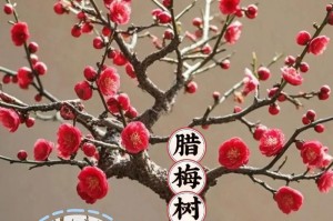 盆栽梅花冬季的科学浇水方法（冬季浇水技巧，让盆栽梅花茁壮成长）