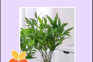 水植物盆栽如何快速生长（掌握关键技巧，让水植物健康茁壮）