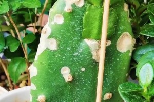 蟹爪兰花草的种植技巧与养护方法（打造家居绿化小天地，轻松养护蟹爪兰花草）