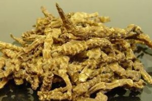 如何处理飞羽竹芋茎太长的问题（针对飞羽竹芋茎太长的状况，进行适当的修剪和管理）