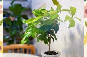 四季桂秋季养护指南（打造美丽庭院的秘诀，让四季桂在秋季绽放绚烂）