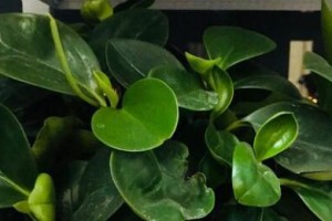 豆瓣绿开花后怎么办（养护、繁殖和利用花朵的小窍门）