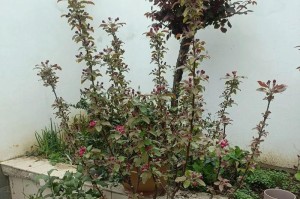 家庭种植苹果树的必备知识（在家种苹果树也能吃到甜美的果实！——家庭果树种植指南）