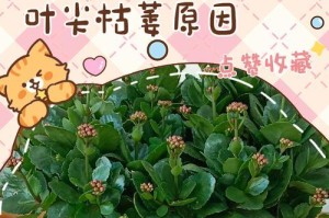 长寿花花和叶子蔫了，如何挽救？