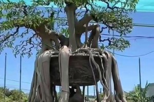 盆景根的处理与养护秘籍（掌握关键技巧，打造完美盆景）