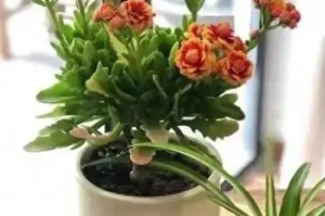 冬季花草保护的秘诀（保护花草不受冬季寒冷伤害的有效方法）