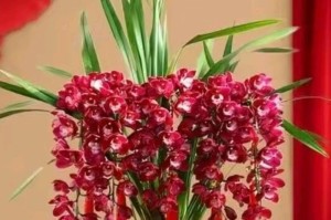 吉祥如意花养护技巧（让您的吉祥如意花更好看！）