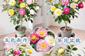 红山茶花的家庭养法（教你如何成为茶花大师）