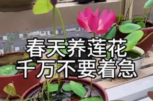 水生荷花的养殖方法及技巧（打造清新自然的水中花园）