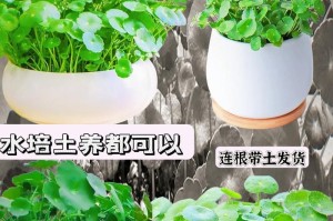 水培铜钱草的培植方法（室内水培铜钱草，让家居环境更加绿意盎然）