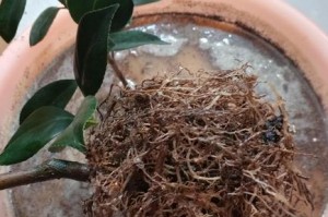 如何救活干枯的山茶花（挽救山茶花的方法及关键要点）