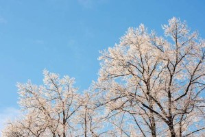冬季保护花树不冻害的有效措施（如何防止寒冷冬天对花树的伤害？）