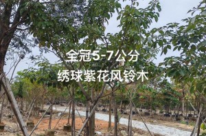 红花风铃木修剪指南（打造美丽树形的技巧与要点）