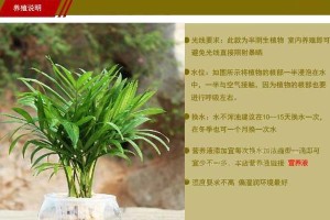 以袖珍椰子水培分株的简易方法（快速繁殖，轻松养殖袖珍椰子）