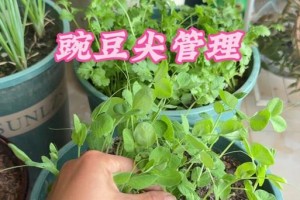 豌豆头种植指南（从种子到丰收，掌握豌豆头种植技巧）