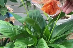 空调水可否代替自来水浇花？（环保新方案）