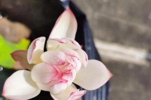 以碗莲怎么长着长着就烂了？（探索以碗莲烂的原因和解决方法）