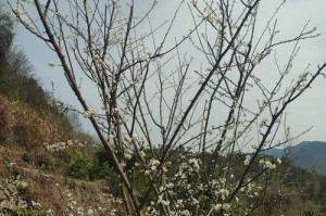 李树开花时间及花期特点（探究李树开花的季节和特点，了解李树的生长习性）