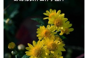 菊花知多少（揭秘这朵优雅的花卉之美）