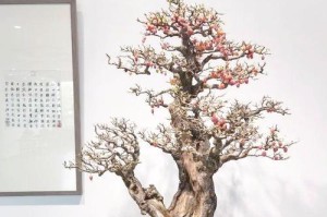 如何挽救树桩盆景的生命（以科学养护技巧帮助树桩盆景焕发新生）