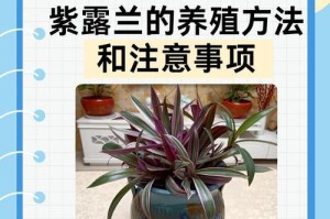 如何成功养殖兰茶花（兰茶花养殖方法和注意事项详解）
