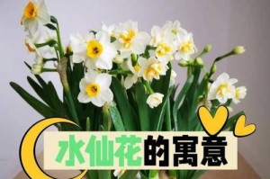 荷兰水仙有毒吗？室内养护技巧一览
