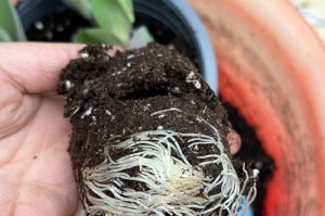 以带球根的郁金香怎么养？（养殖技巧和注意事项，打造绚丽花园）