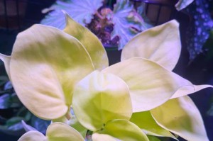 如何应对植物的蔓绿绒黄叶问题（-植物叶片变黄）