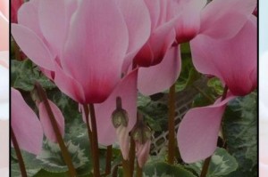 仙客来开花前的管理技巧（打造仙客来花朵绽放的秘诀）